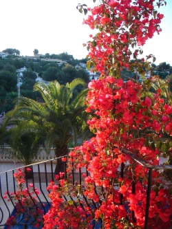 Bouganvillea