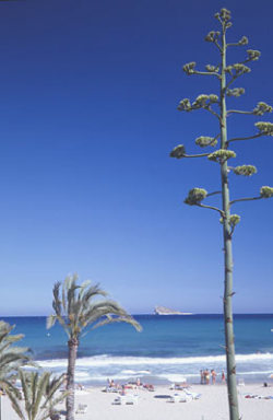 Golden Sand of Javea