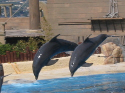 Mundomar (dolphin, sea lions shows etc)