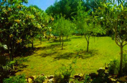 Gardens surrounding the finca