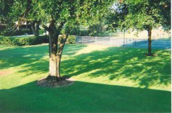 Tree & Tennis Court Outside Townhouse
