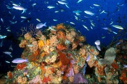 Saba underwater