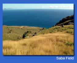A Saba field
