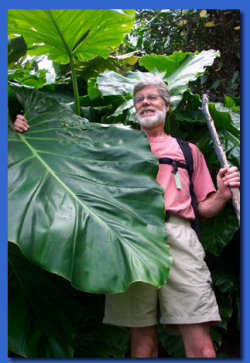 Saba's rainforest