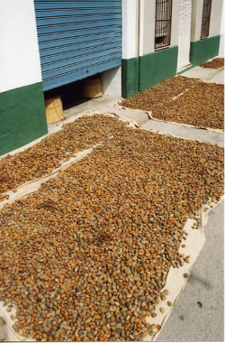 Almond drying