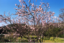 Almond blossom