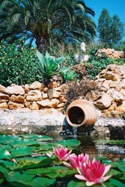 Fishpond with frogs and tropical fishes.