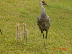 Local Wildlife outside our Pool - Crane