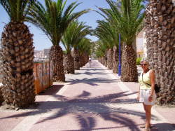 palm tree lined promenade