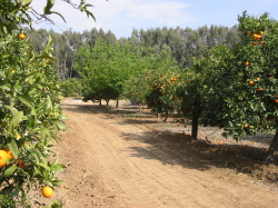 The Garden & Orchard