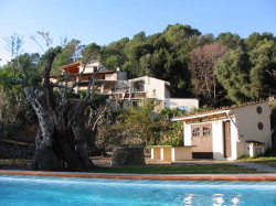 Pool, very old olive trees and Finca