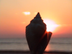 Sanibel Royal Shell