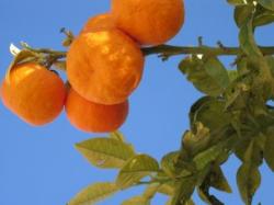 Local Fruit