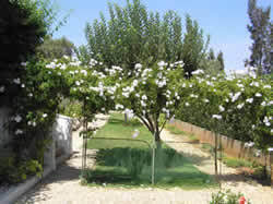 Side of Villa