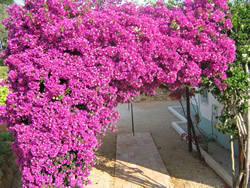 Bougainvillea Covered Car Port