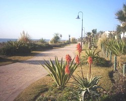 Paved landscaped & lit seashore promenad