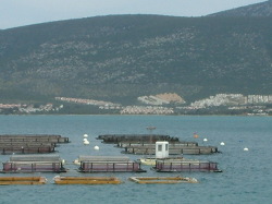 Get your fresh fish from the farm nearby