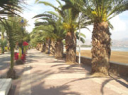 Palms on the Paseo