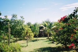 Back garden