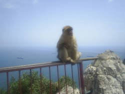 Visit the Apes in Gibraltar