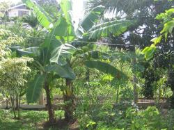 Back yard of property