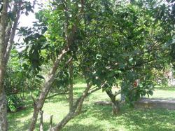Fruit trees in backyard