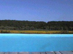 View of the forest from the pool