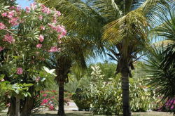 Tropical landscaped garden next to villa
