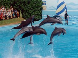 Dolphins in Zoomarine