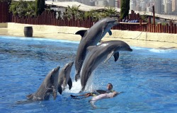 Dolphin show at Mundomar