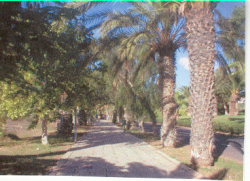 The beautiful walk to Las Galletas