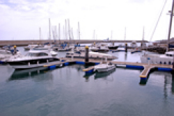 Amarilla marina