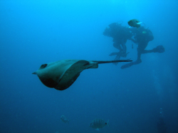 Great scuba diving