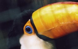 Toucan at Almunecar's bird park