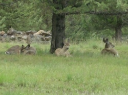 Wild Deer, Turkeys, Eagles & Horses