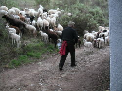 Shepherd on Camino