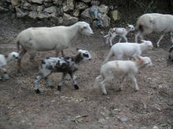 Camino neighbours with