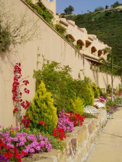 Spring Flowers