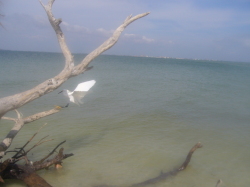 Sanibel Beach