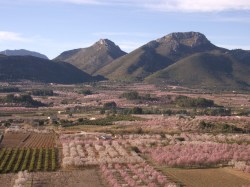 The Almond Blossom in February.