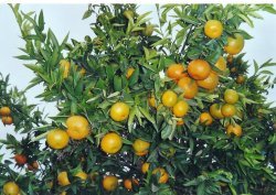 Orange tree