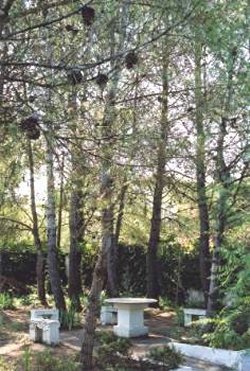 Small pine forest within grounds