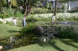 Children by the lilies pond